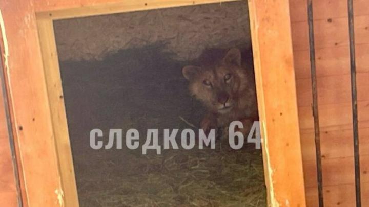 В Саратове на девочку напал лев