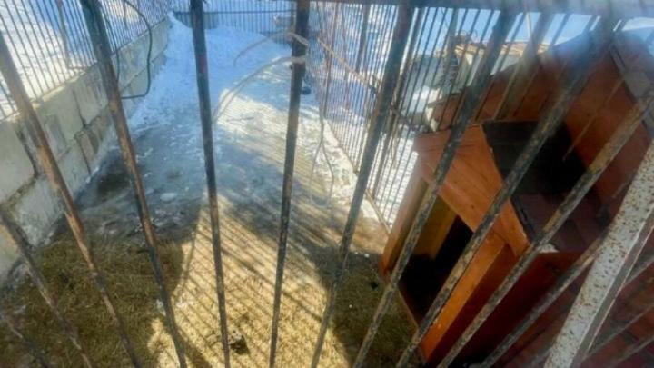 Спикер облдумы назвал странным содержание льва на территории организации в Саратове