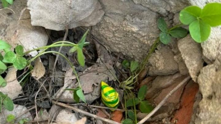 Две девушки из Саратова попались на сбыте наркотиков