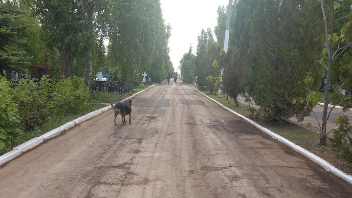 Кладбище в Энгельсе атаковали бездомные собаки
