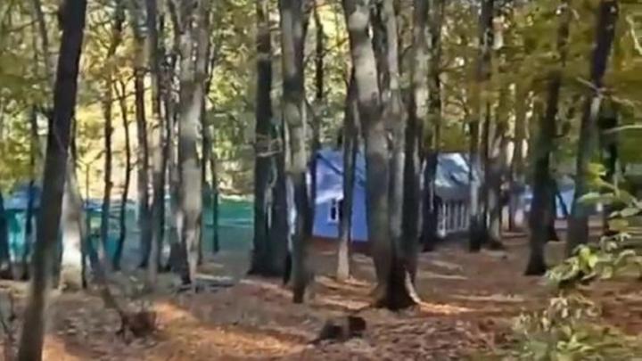 В саратовском лагере "Дубки" завершено расследование по факту отравления детей